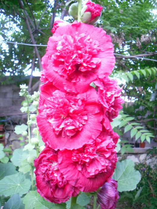 Name:  SDC12221 copy.jpg
Views: 570
Size:  77.1 KB