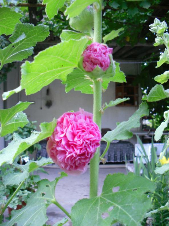 Name:  SDC12222 copy.jpg
Views: 575
Size:  73.6 KB
