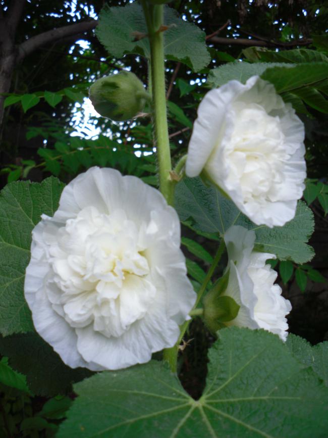 Name:  SDC12224 copy.jpg
Views: 569
Size:  64.6 KB