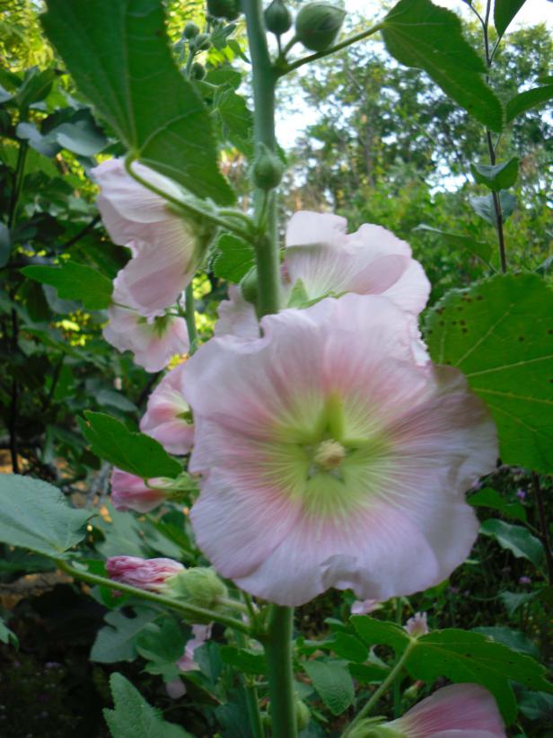 Name:  SDC12225 copy.jpg
Views: 556
Size:  71.8 KB