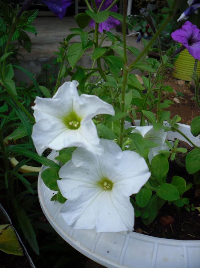 Name:  SDC12226 copy.jpg
Views: 575
Size:  65.6 KB