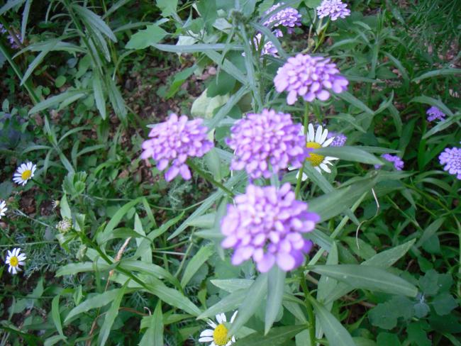 Name:  SDC12228 copy.jpg
Views: 554
Size:  67.7 KB