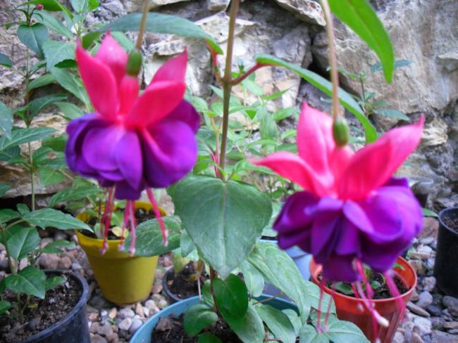 Name:  SDC12229 copy.jpg
Views: 573
Size:  60.0 KB