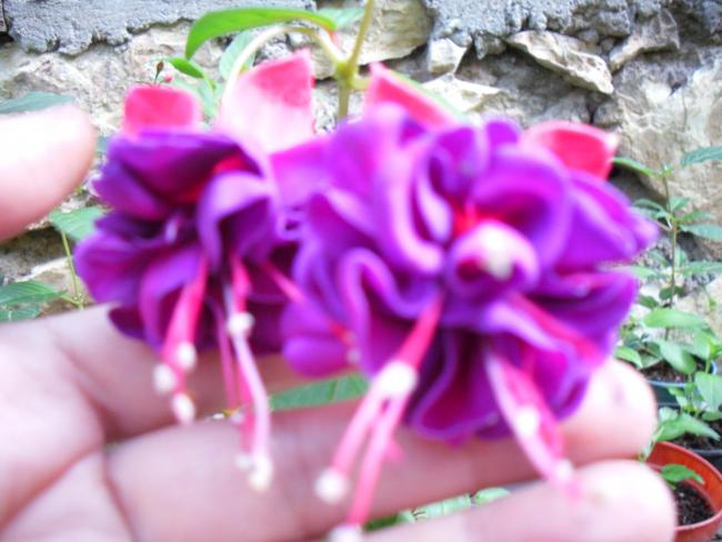 Name:  SDC12230 copy.jpg
Views: 579
Size:  44.5 KB
