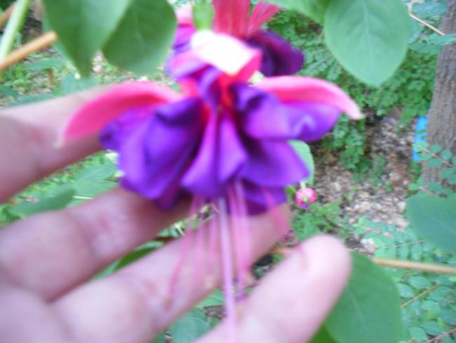 Name:  SDC12232 copy.jpg
Views: 545
Size:  35.7 KB