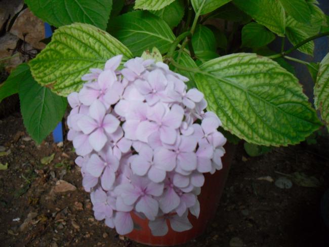 Name:  SDC12235 copy.jpg
Views: 551
Size:  43.7 KB