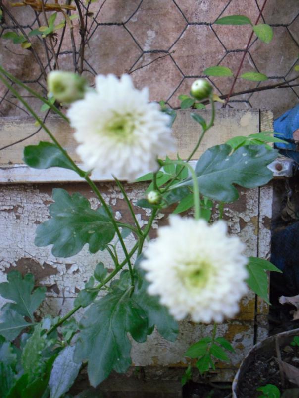 Name:  SDC12238 copy.jpg
Views: 652
Size:  72.4 KB