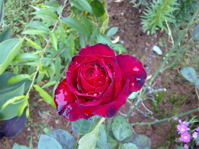 Name:  w6 020 (Byk).jpg
Views: 472
Size:  55.3 KB