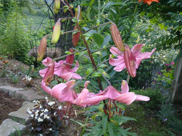 Name:  w6 027 (Byk).jpg
Views: 451
Size:  71.2 KB