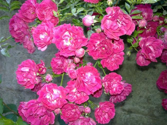 Name:  w6 019 (Byk).jpg
Views: 476
Size:  69.2 KB