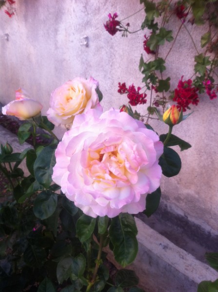 Name:  IMG_0184 (448 x 600).jpg
Views: 669
Size:  63.1 KB