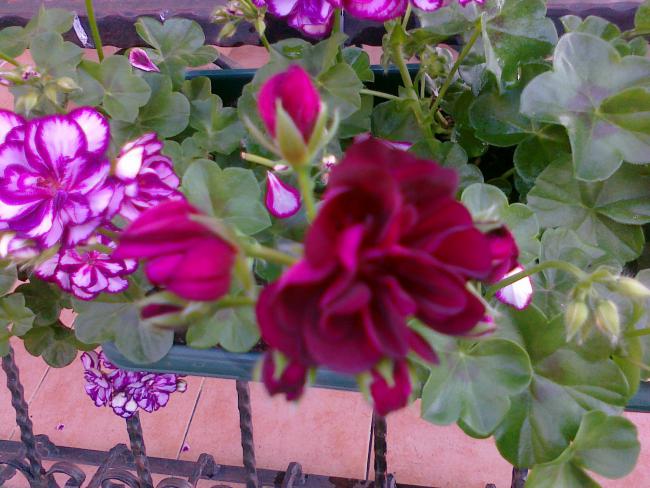 Name:  sardunya 6.jpg
Views: 527
Size:  55.6 KB