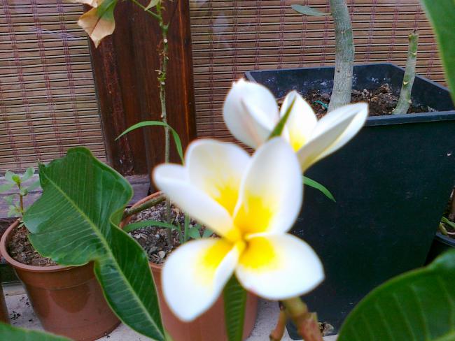 Name:  plumeria 1.jpg
Views: 529
Size:  52.3 KB