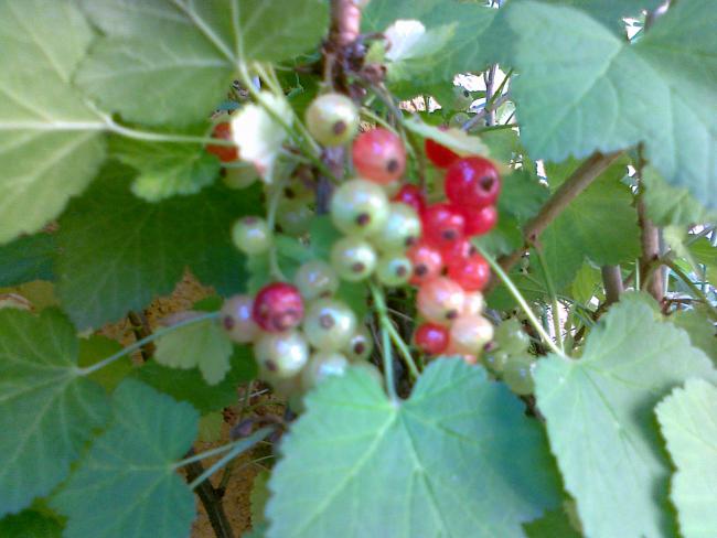 Name:  frenk 1.jpg
Views: 541
Size:  41.2 KB