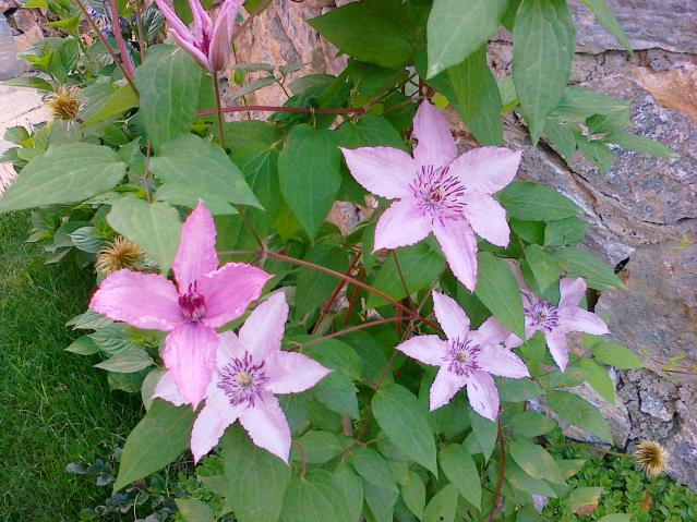 Name:  Clematis 2.jpg
Views: 686
Size:  70.0 KB