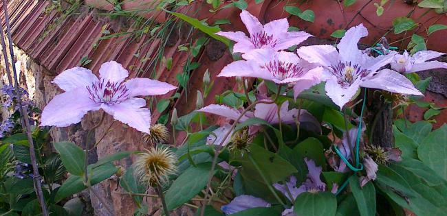 Name:  Clematis 3.jpg
Views: 676
Size:  52.1 KB