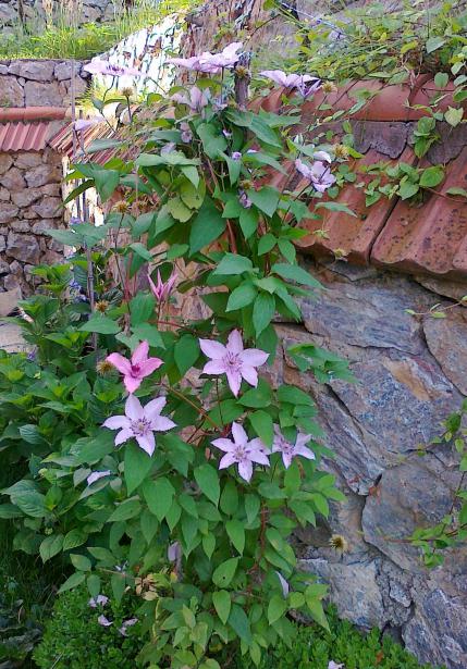 Name:  Clematis.jpg
Views: 710
Size:  77.4 KB