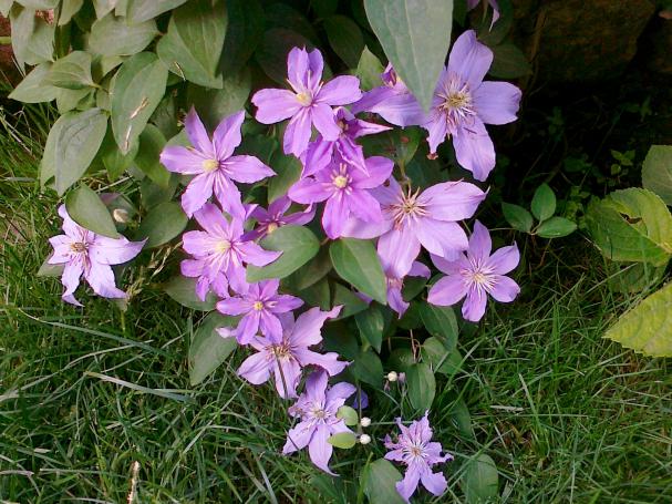Name:  Clematis 6.jpg
Views: 674
Size:  71.1 KB