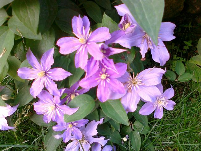 Name:  Clematis 7.jpg
Views: 660
Size:  64.5 KB