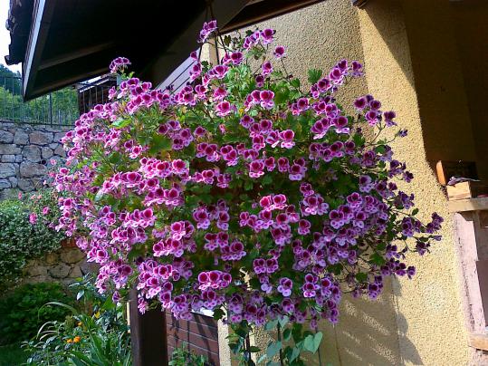 Name:  ceylan 2.jpg
Views: 762
Size:  72.2 KB
