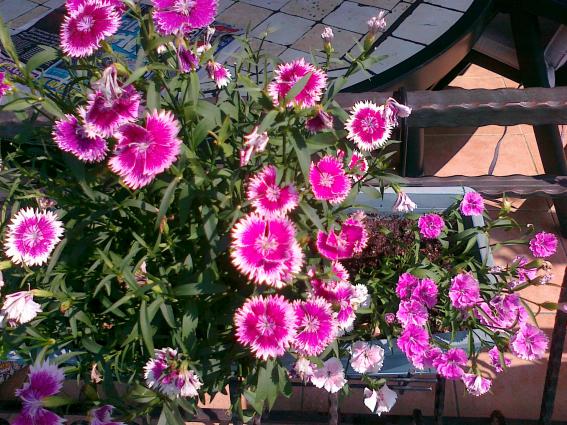 Name:  dianthus 3.jpg
Views: 710
Size:  73.3 KB