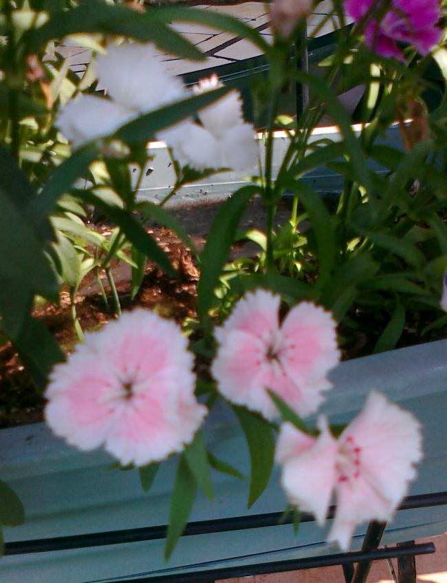 Name:  dianthus 1.jpg
Views: 719
Size:  68.6 KB