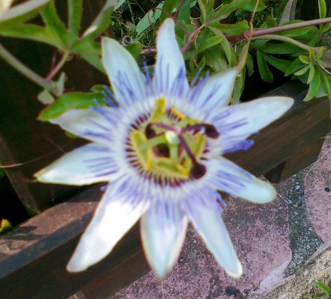 Name:  passiflora 1.jpg
Views: 705
Size:  61.1 KB