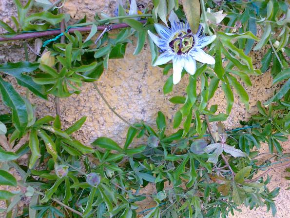 Name:  passiflora 3.jpg
Views: 708
Size:  71.7 KB