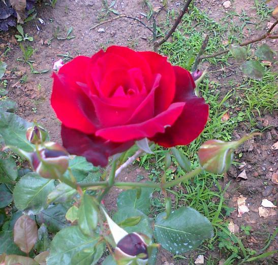 Name:  gl 12.jpg
Views: 697
Size:  73.1 KB