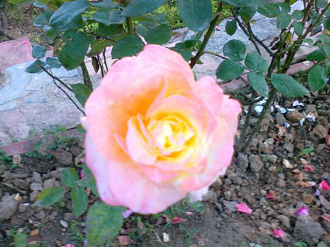 Name:  gl 22.jpg
Views: 674
Size:  70.3 KB