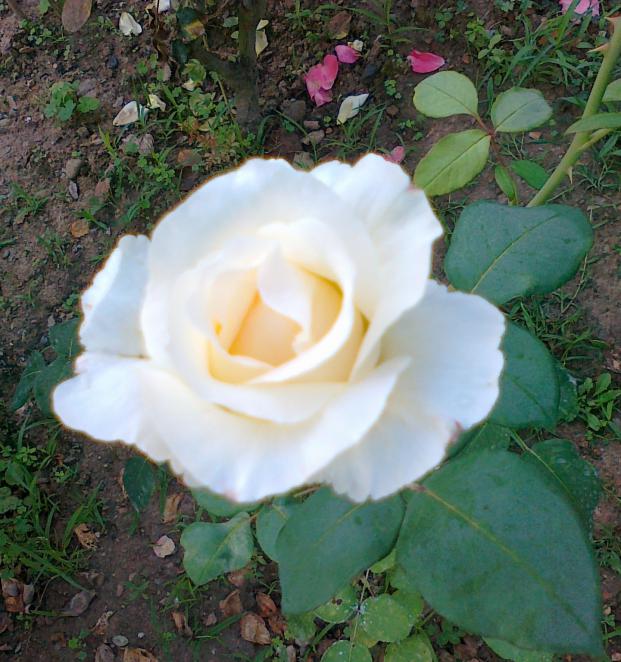 Name:  gl 25.jpg
Views: 681
Size:  70.5 KB