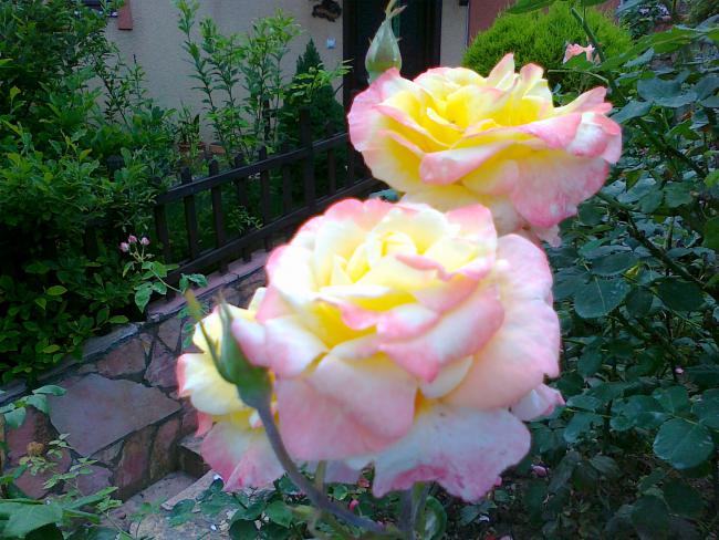 Name:  gl 4.jpg
Views: 687
Size:  62.1 KB
