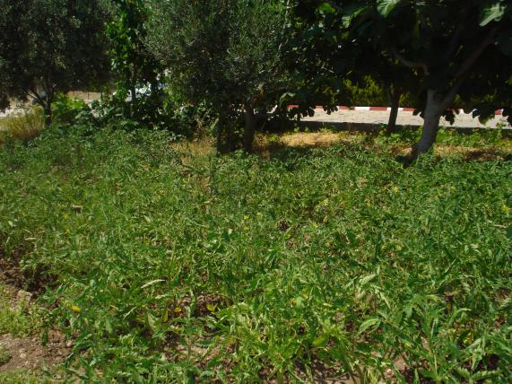 Name:  Resim 460.jpg
Views: 958
Size:  71.2 KB