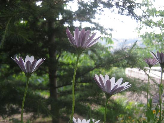 Name:  bodrum p..JPG
Views: 1313
Size:  52.6 KB