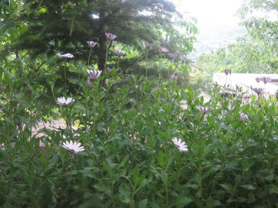 Name:  bodrum papatyalar.jpg
Views: 1286
Size:  50.1 KB