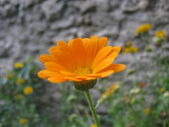 Name:  aynsafa.JPG
Views: 1284
Size:  38.8 KB