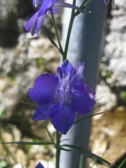 Name:  hazeran 1.JPG
Views: 941
Size:  37.2 KB