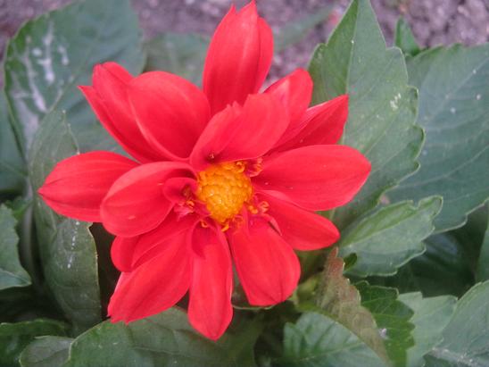 Name:  dahlia.JPG
Views: 1230
Size:  42.4 KB