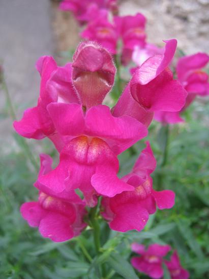 Name:  aslanaz 1.JPG
Views: 970
Size:  35.8 KB