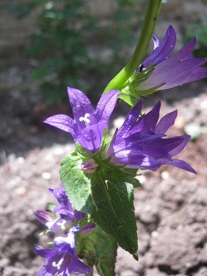 Name:  campanula.JPG
Views: 924
Size:  44.5 KB