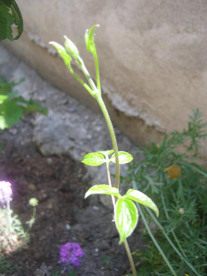 Name:  yaban asmas.JPG
Views: 887
Size:  36.4 KB