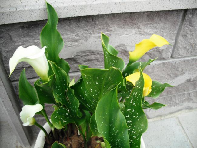 Name:  DSCF2072.jpg
Views: 1064
Size:  52.9 KB