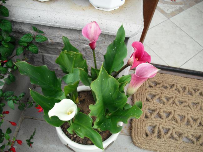 Name:  DSCF2075.jpg
Views: 1065
Size:  52.6 KB
