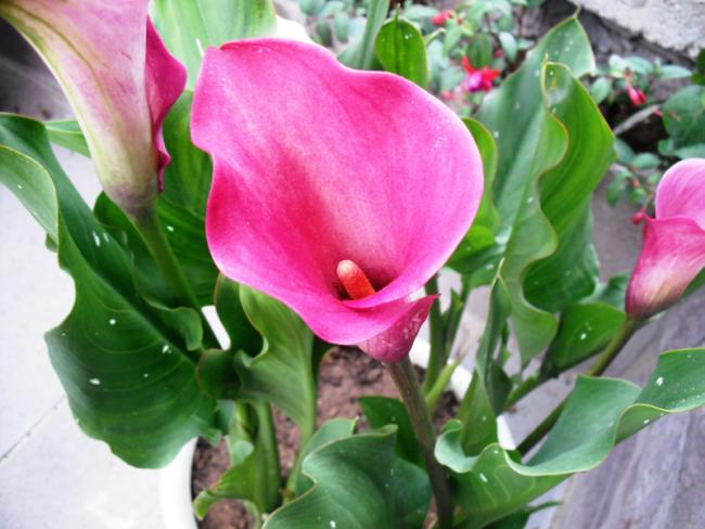 Name:  DSCF2074.jpg
Views: 1052
Size:  46.9 KB