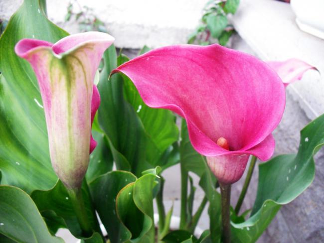 Name:  DSCF2091.jpg
Views: 1042
Size:  40.2 KB