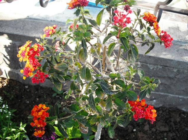 Name:  DSCF2026.jpg
Views: 712
Size:  70.3 KB