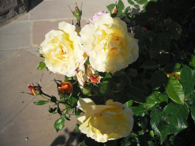 Name:  DSCF2032.jpg
Views: 683
Size:  42.0 KB