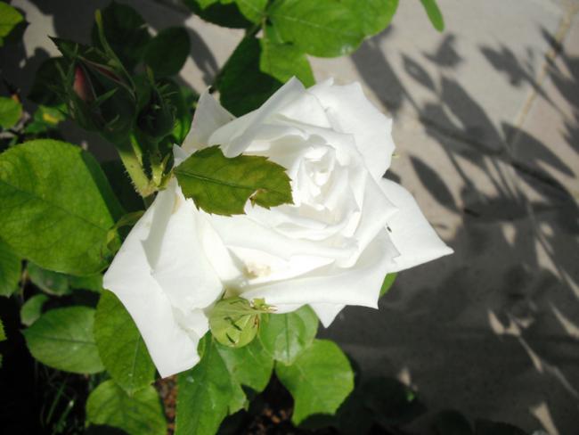 Name:  DSCF2033.jpg
Views: 657
Size:  34.5 KB
