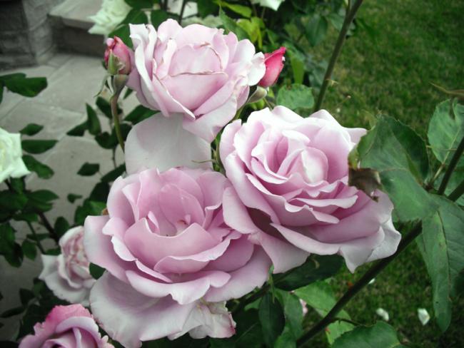 Name:  DSCF2101.jpg
Views: 676
Size:  47.0 KB