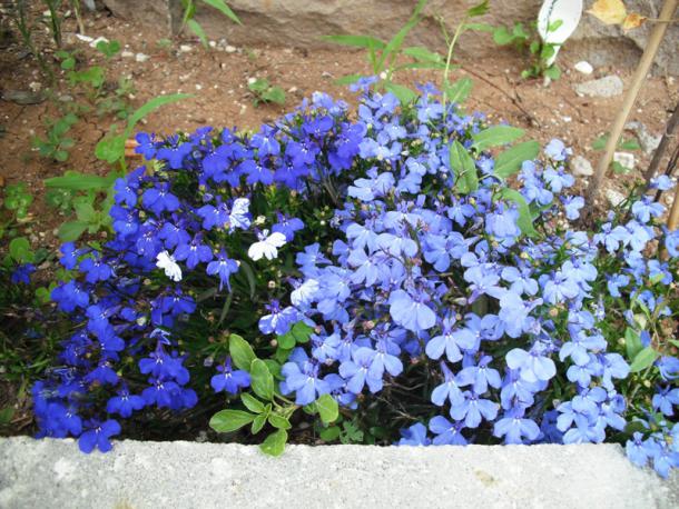 Name:  DSCF2054.jpg
Views: 965
Size:  71.8 KB
